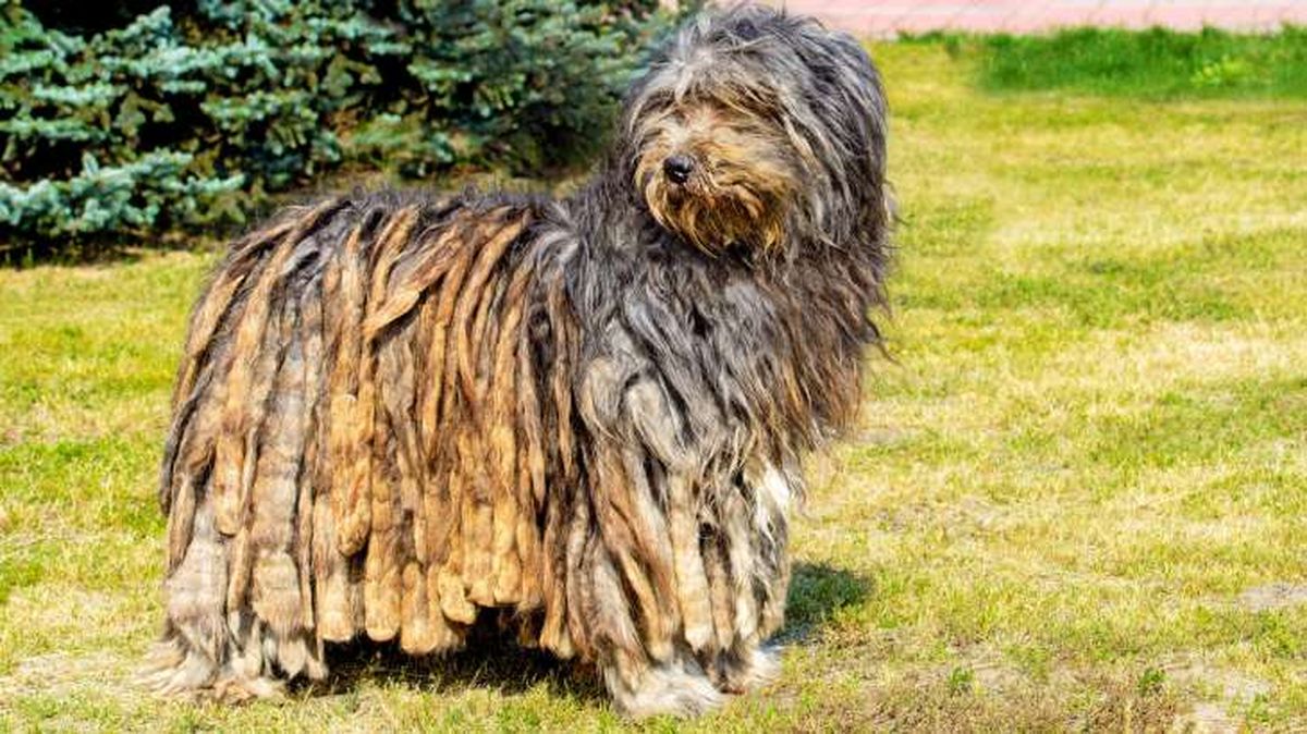 perro pastor de bergamo 1