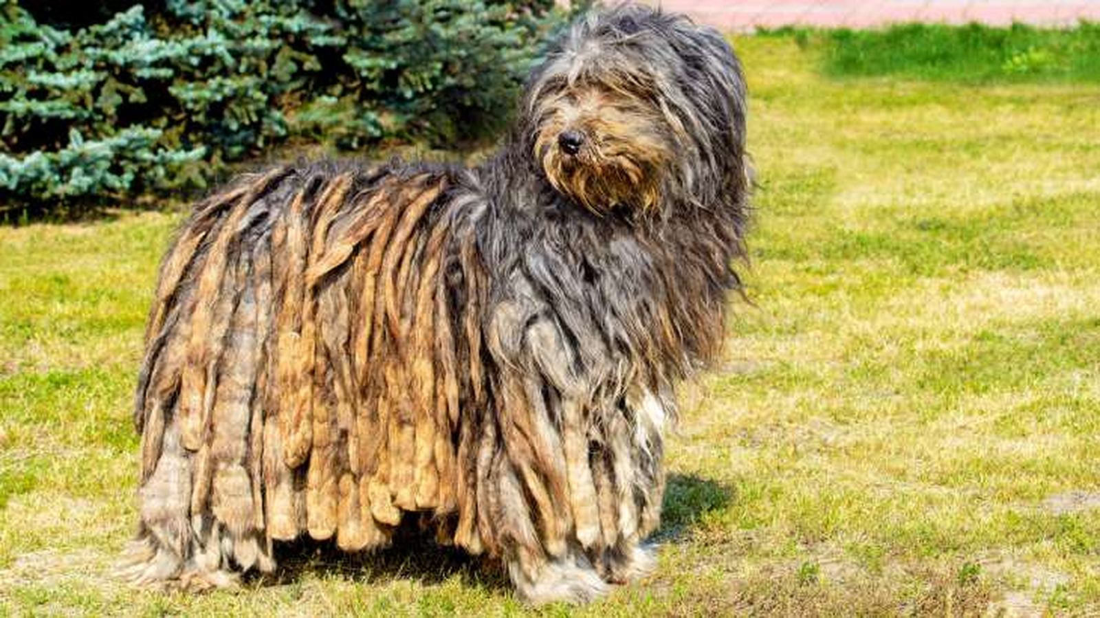 perro pastor de bergamo 1