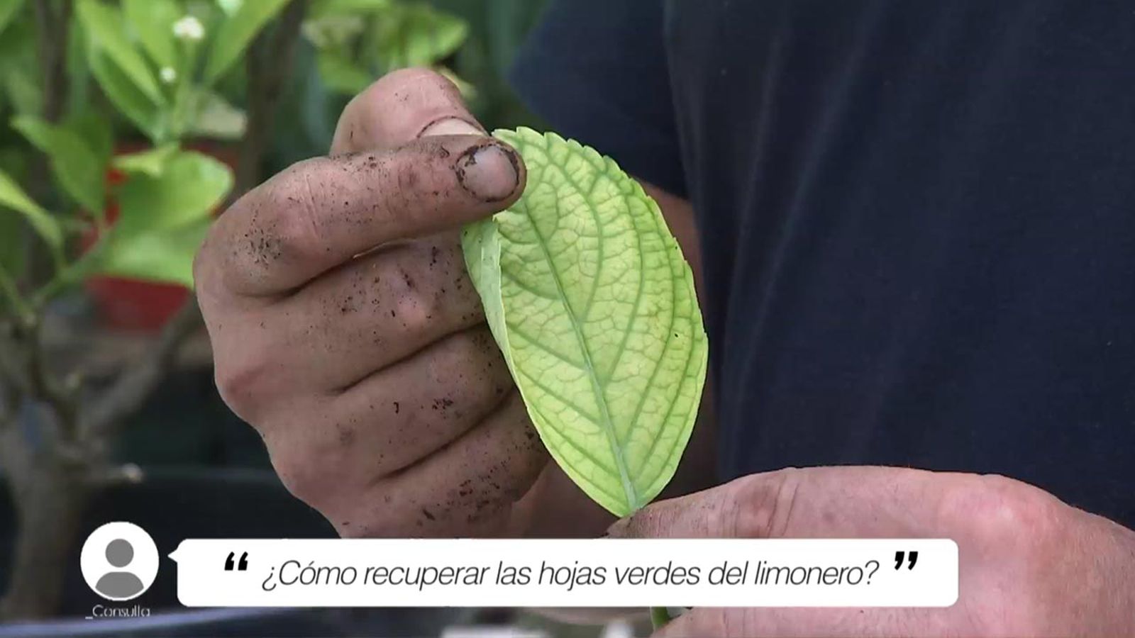 brico 1041 jardin como recuperar hojas verdes limonero xl