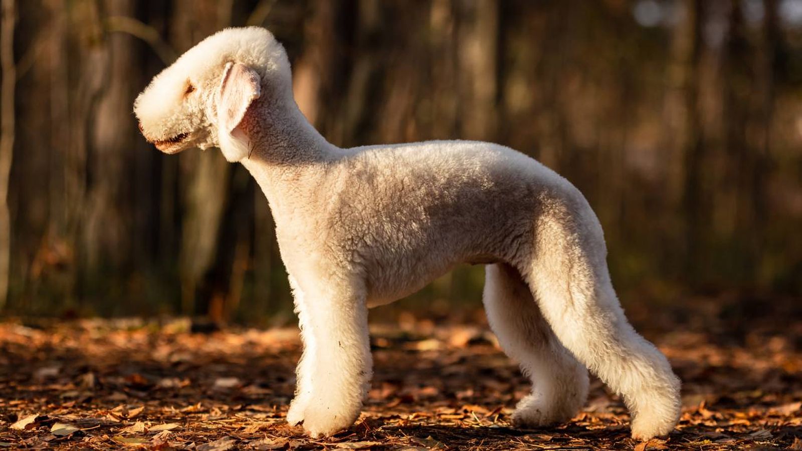 El Bedlington Terrier es conocido como el perro oveja