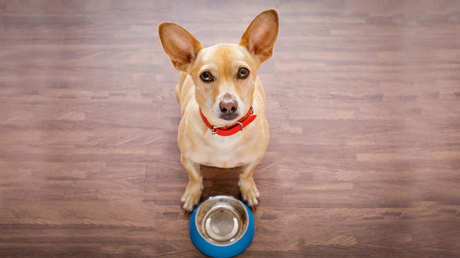 comer dia perro portada