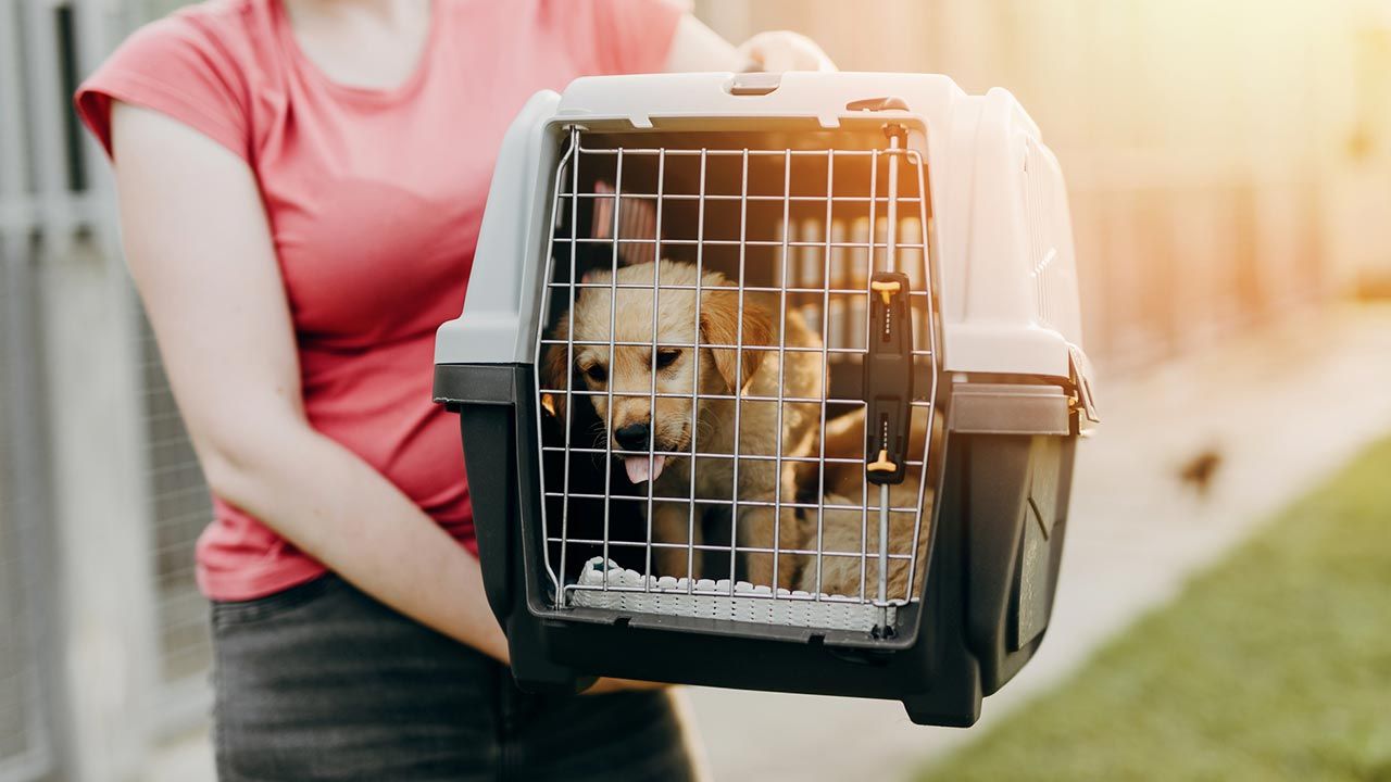 cosas donar refugio animales 9