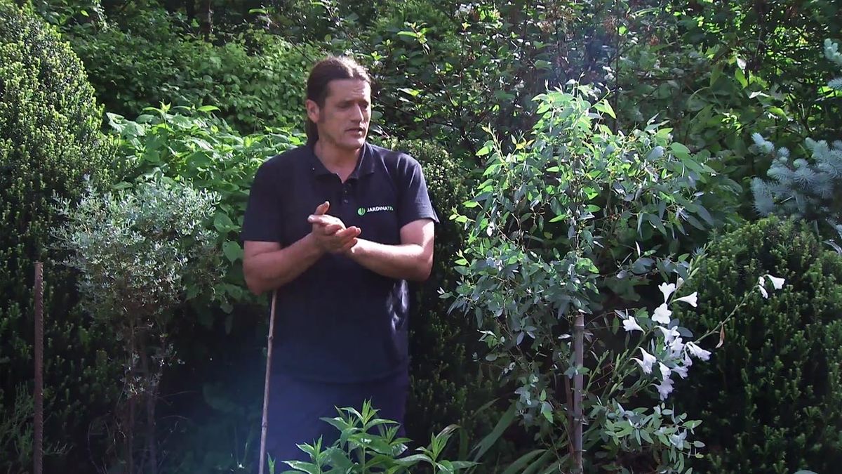 deco 775 jardin eucalipto follaje azulado