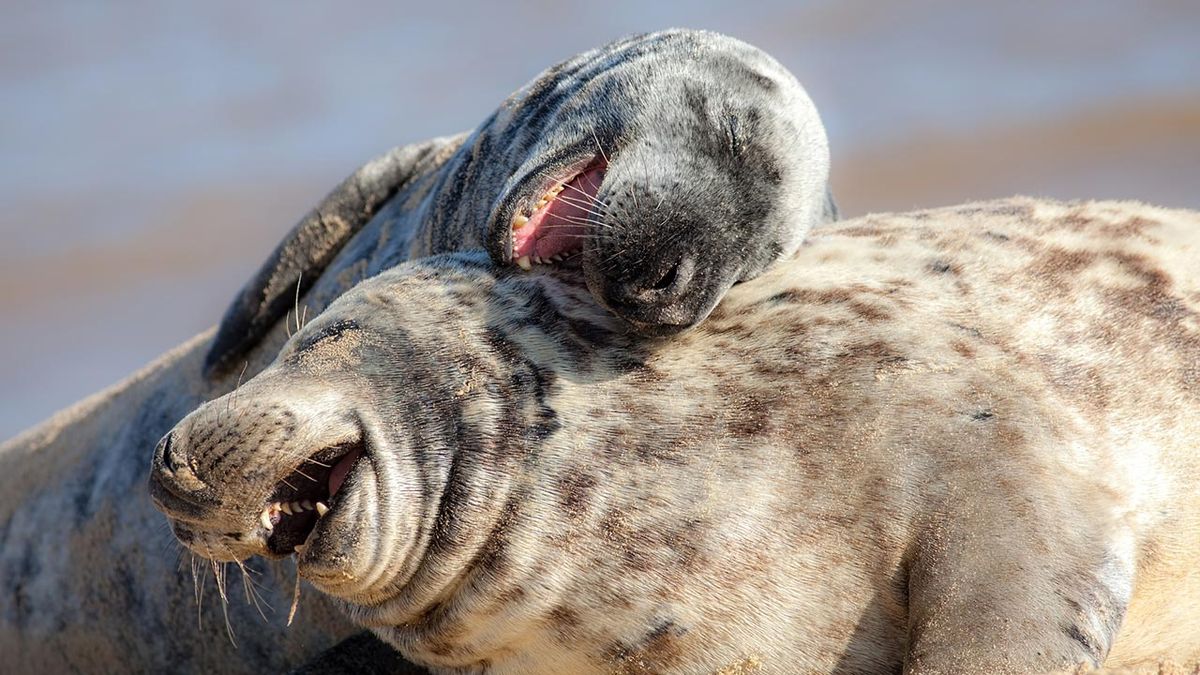 mejores abrazos mundo animal 8