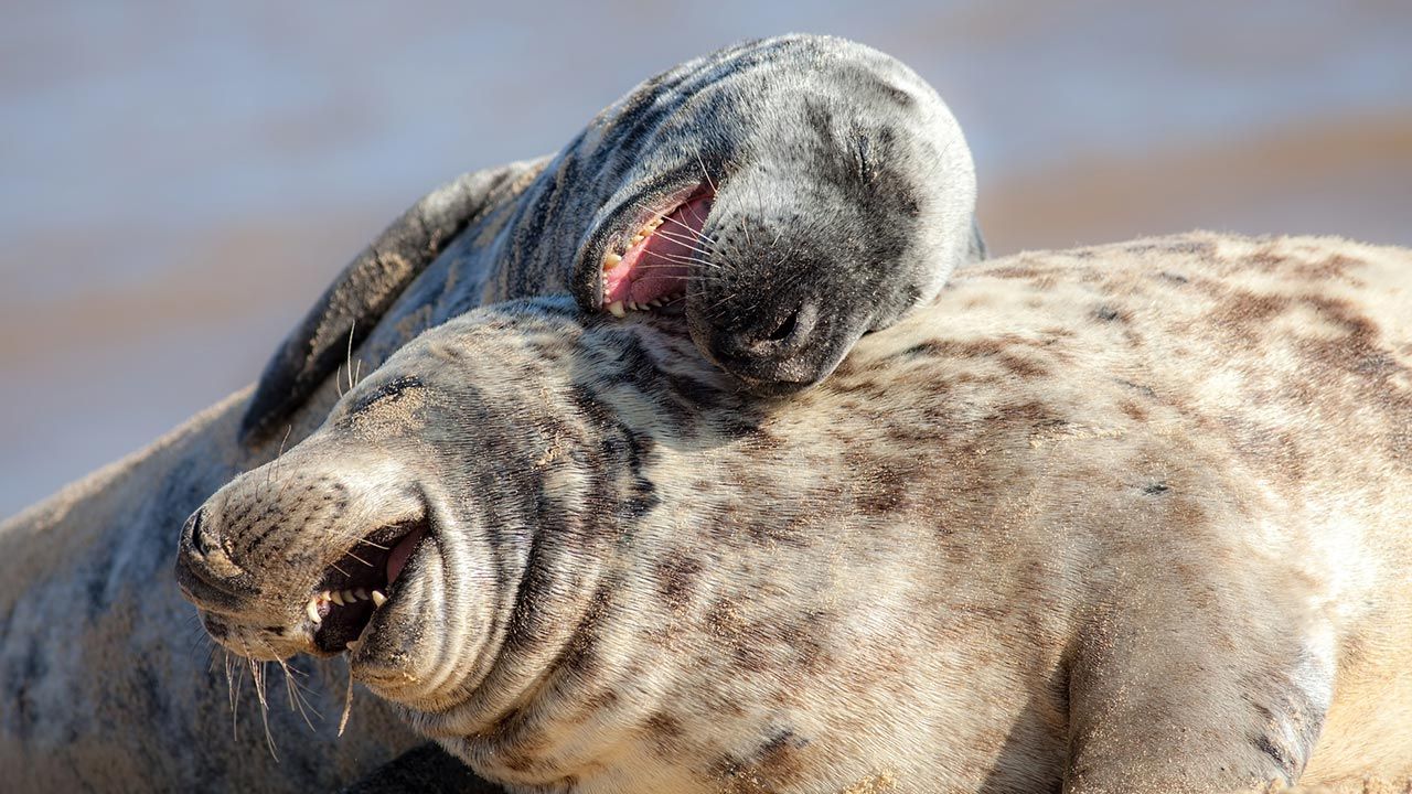 mejores abrazos mundo animal 8