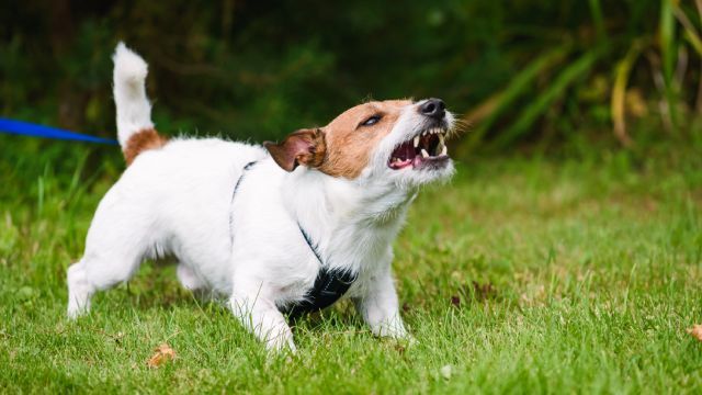 como pasear a un perro miedoso 8