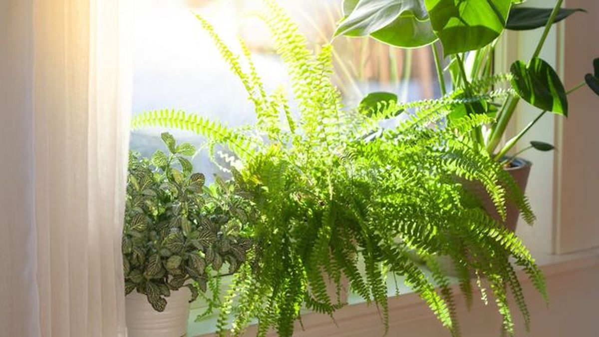 cuanta luz necesitan las plantas