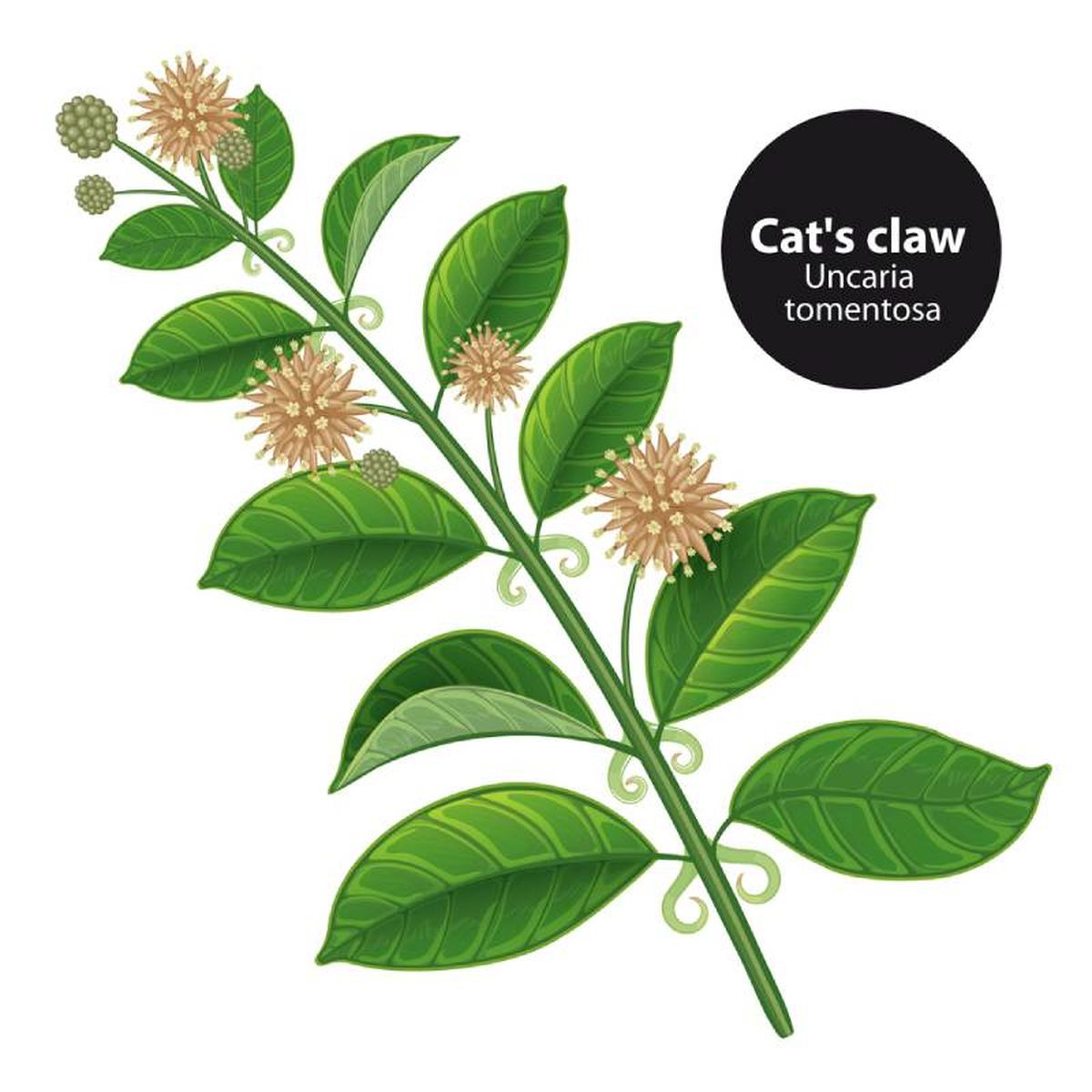 Planta uña de gato.