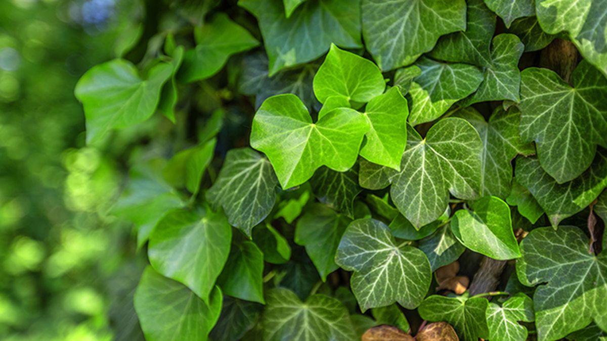 planta trepadora hiedra