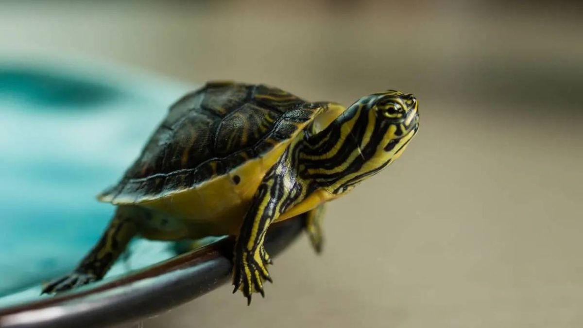 tortuga como mascota 7 (1)