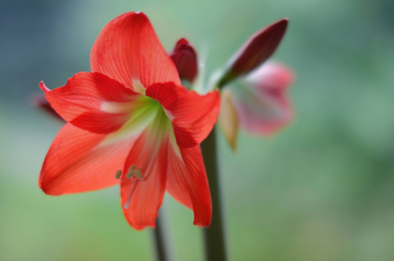 amarilis xl