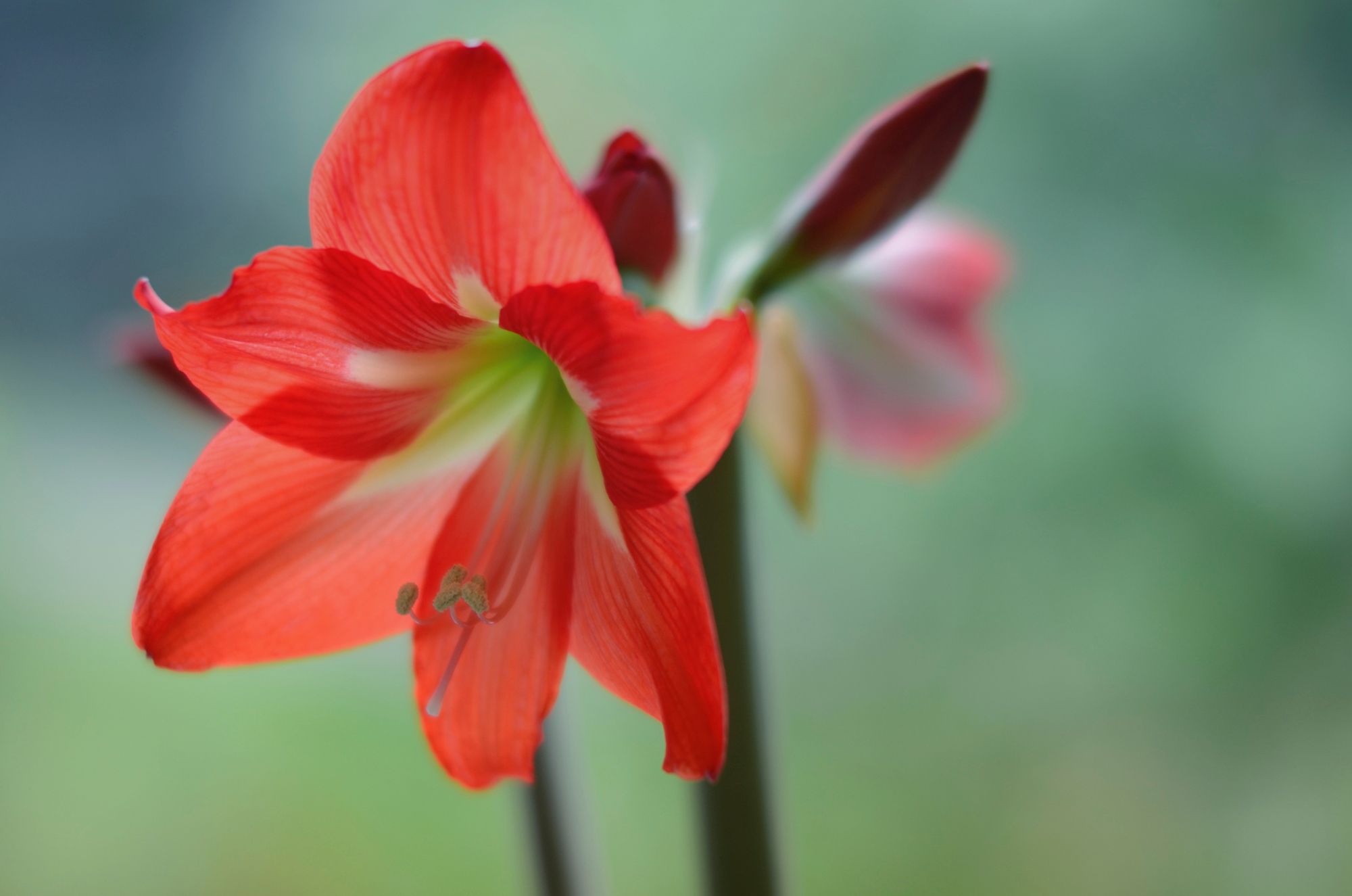 amarilis xl