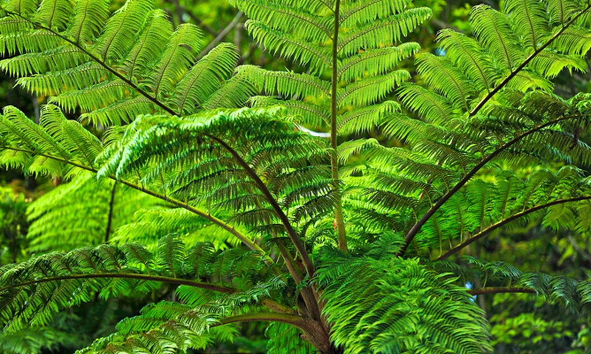 Helechos arbóreos   Dicksonia antárctica