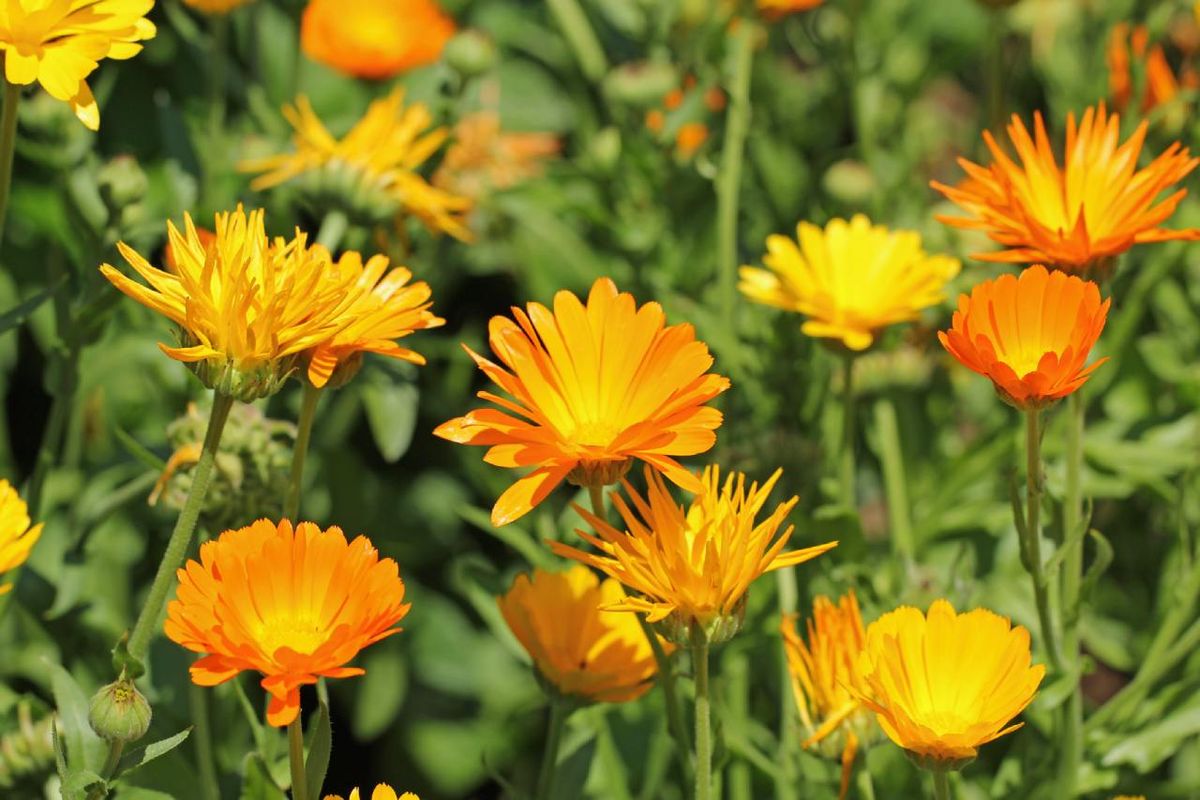 Calendula officinalis,