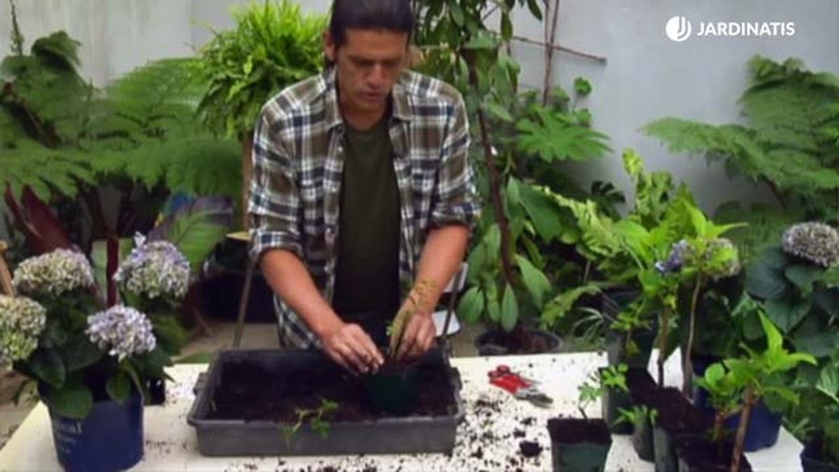 esquejes rosales sustrato deco 645