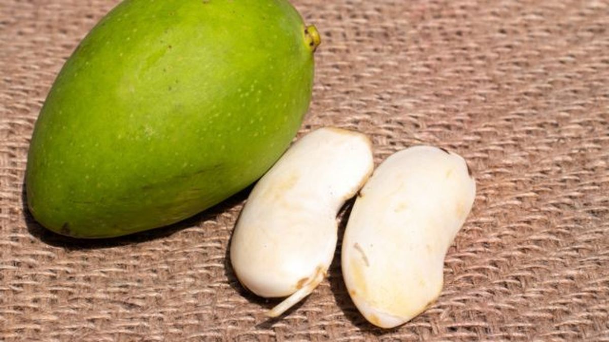 como es la semilla del mango