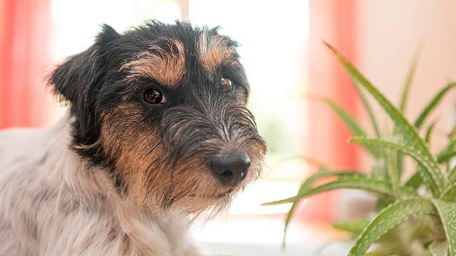 4 remedios caseros para la piel de las mascotas aloe vera