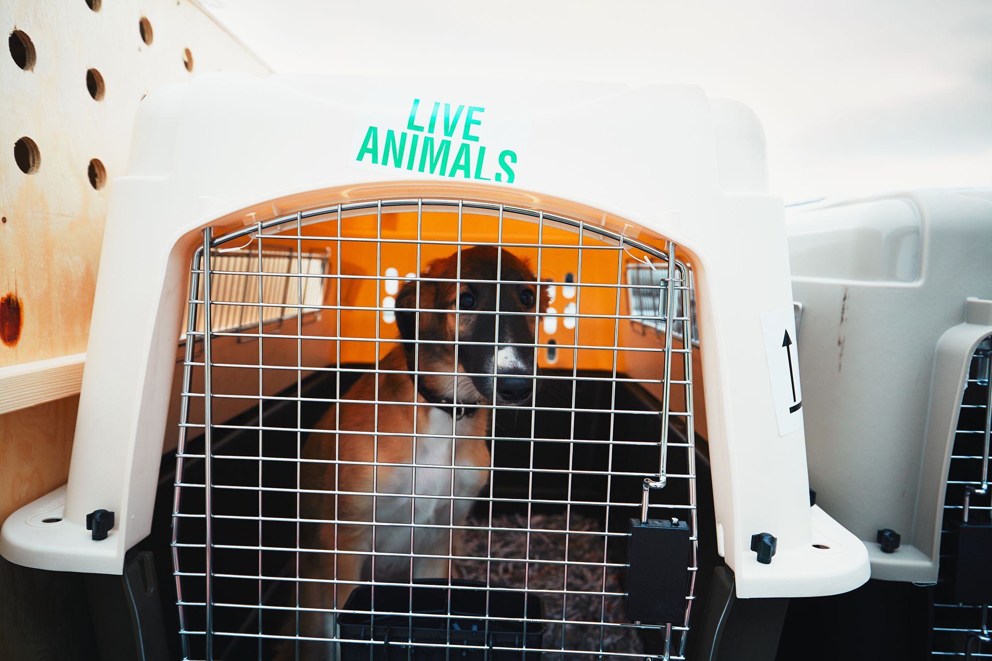 transportar perros