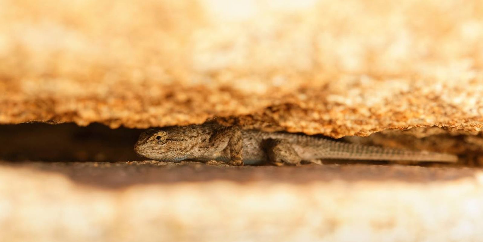 La presencia de lagartijas en casa está relacionado con un ecosistema saludable.
