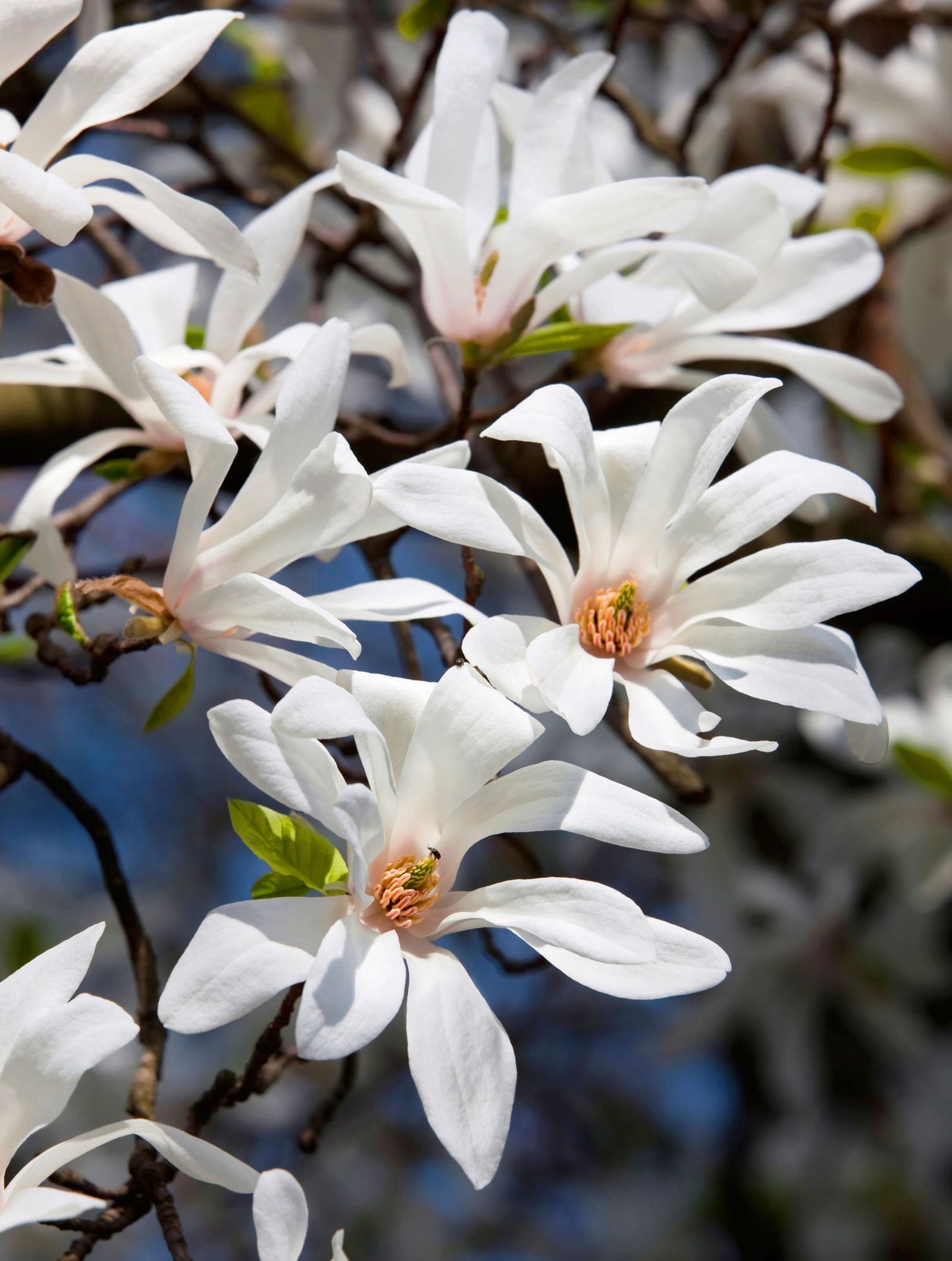 Magnolios de flor primaveral   kubus