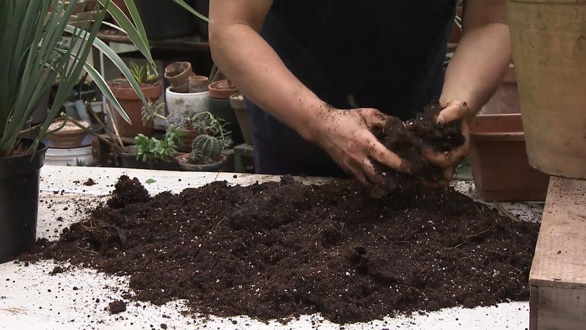 deco 768 jardin Dianella mezcla de sustrato