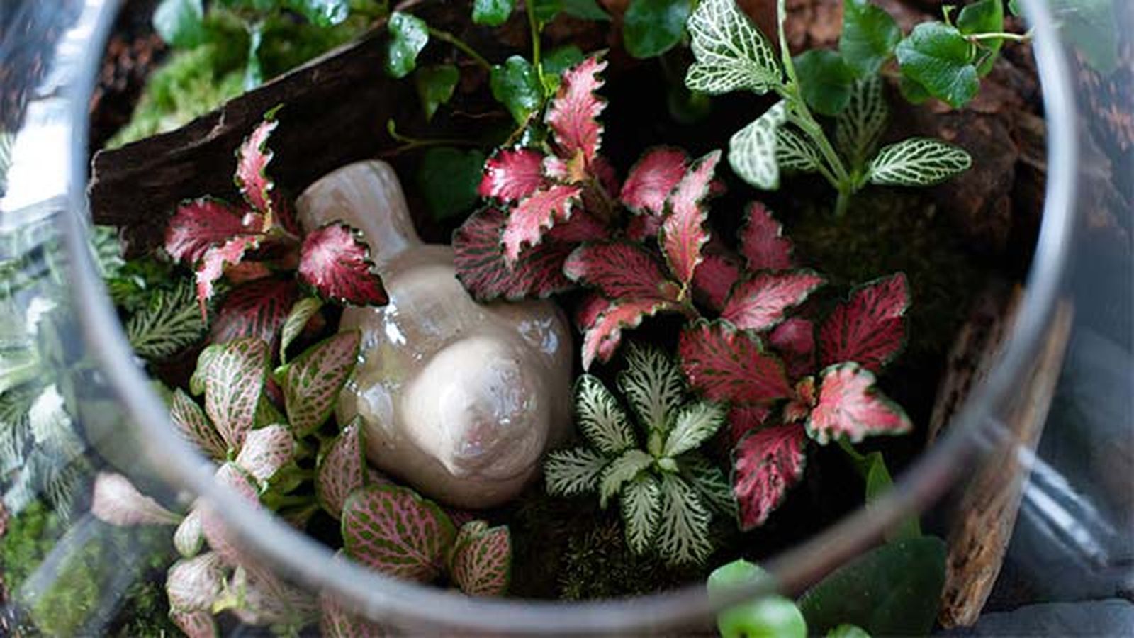 jardin eterno plantas
