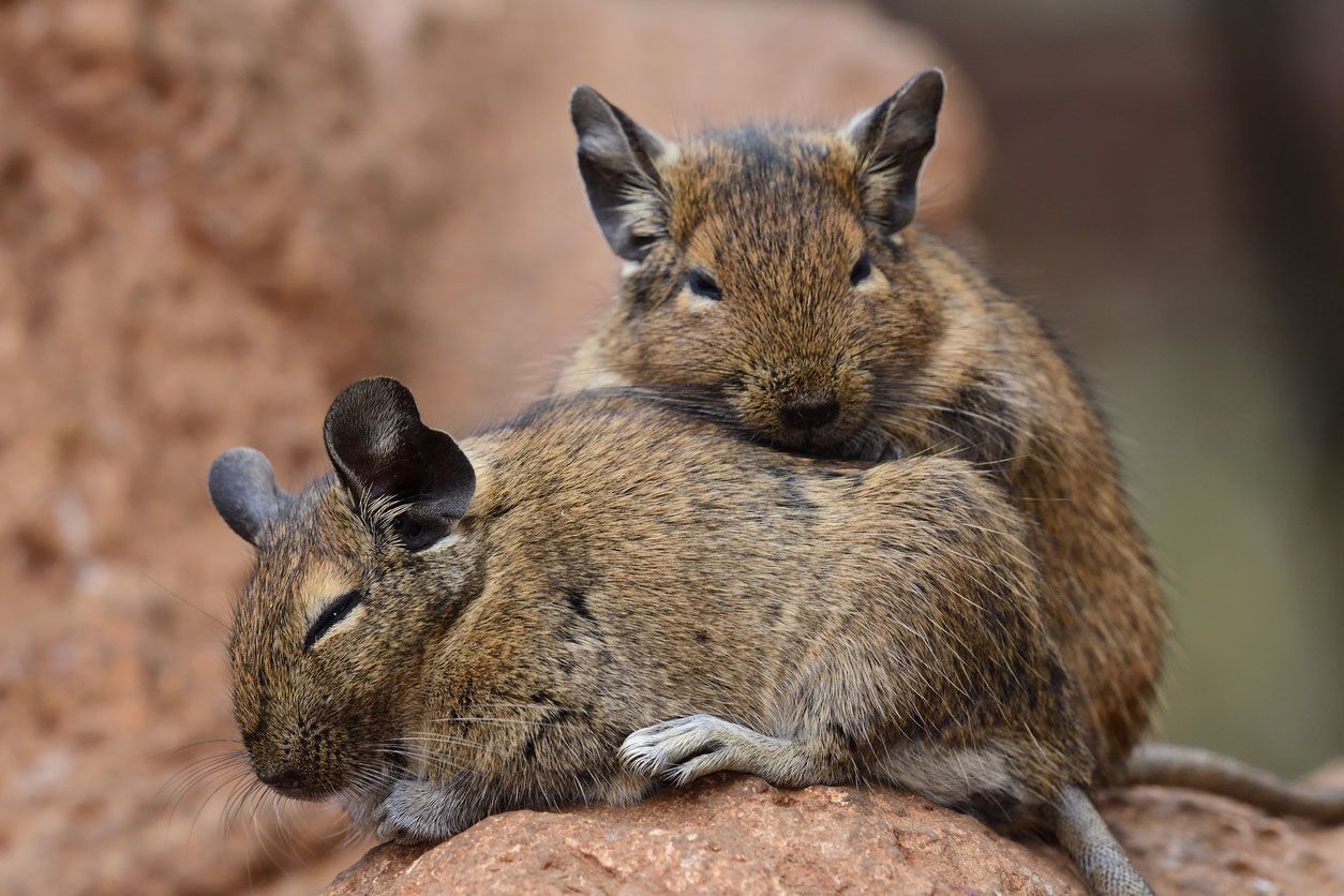 roedores mas extranos degu