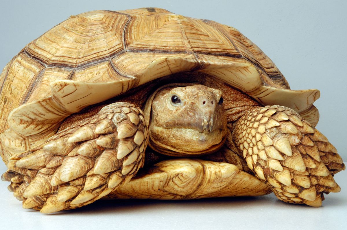 Tortugas terrestres 5