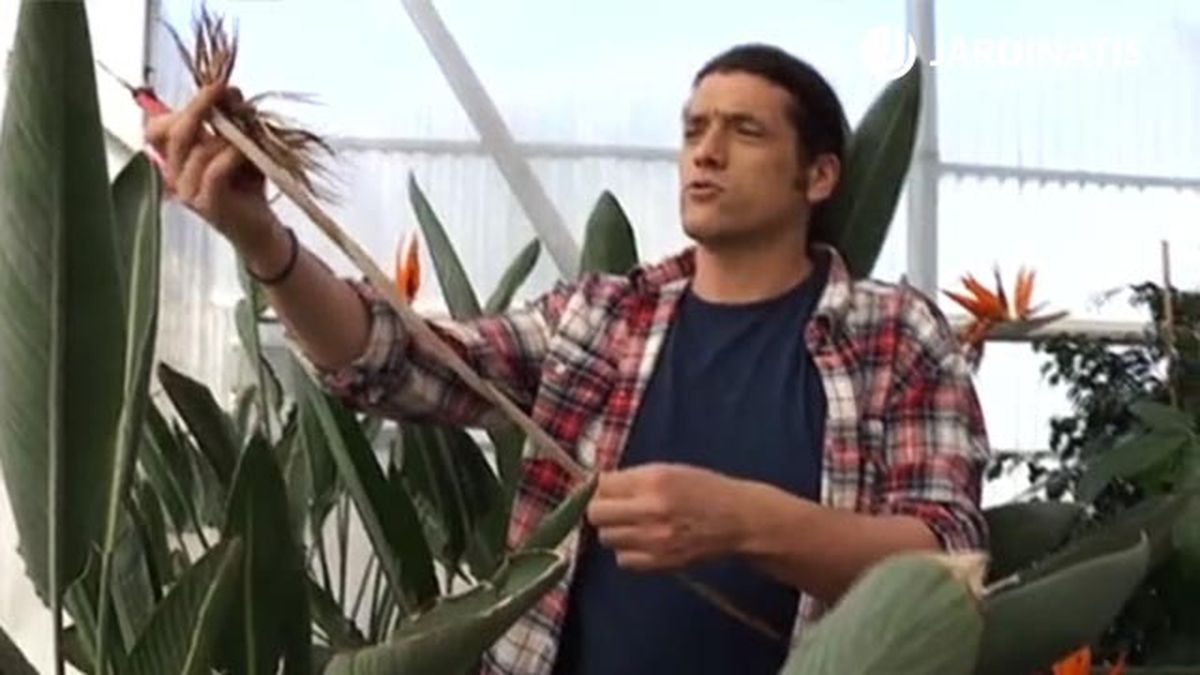 que hacer cuando se marchita la flor del ave del paraiso deco 487