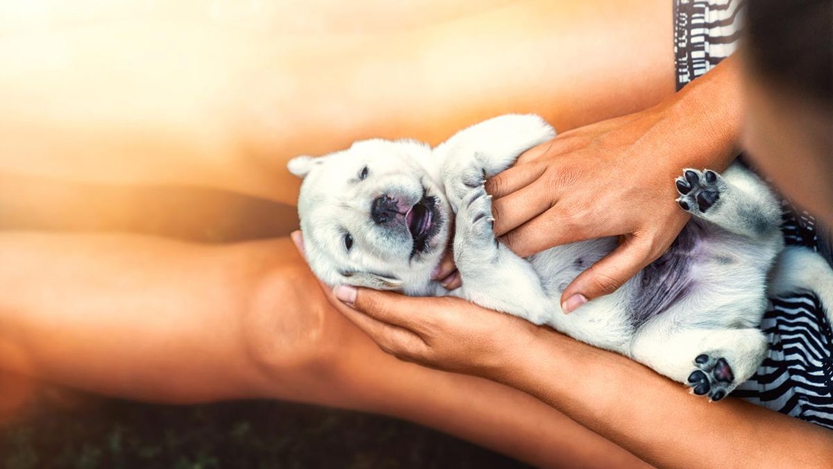 remedios caseros piel perros portada