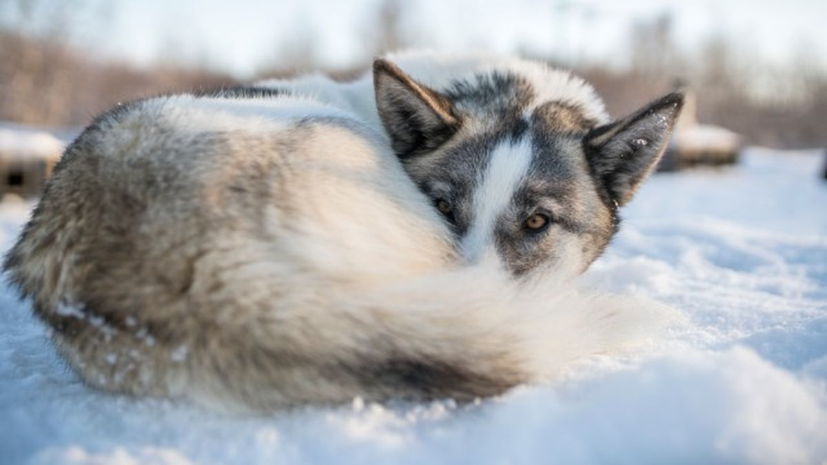 husky siberiano 7