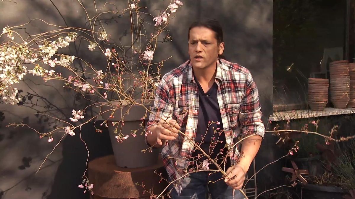 Deco728 jardineria cerezo flores cerradas