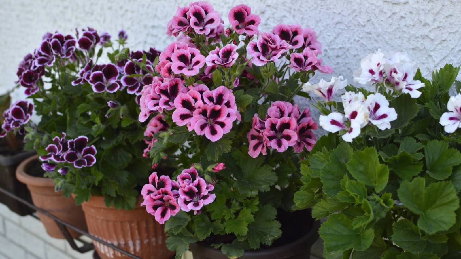 pelargonium grandiflorum geranio pensamiento cuidados