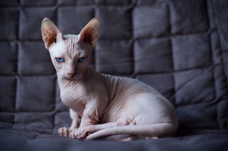 El gato Bambino es famoso por su peculiar y adorable aspecto.