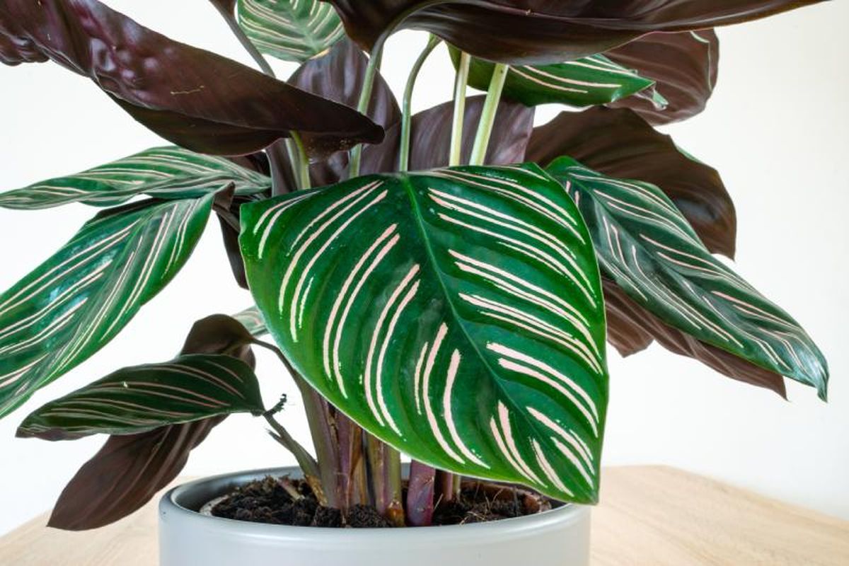 Calathea