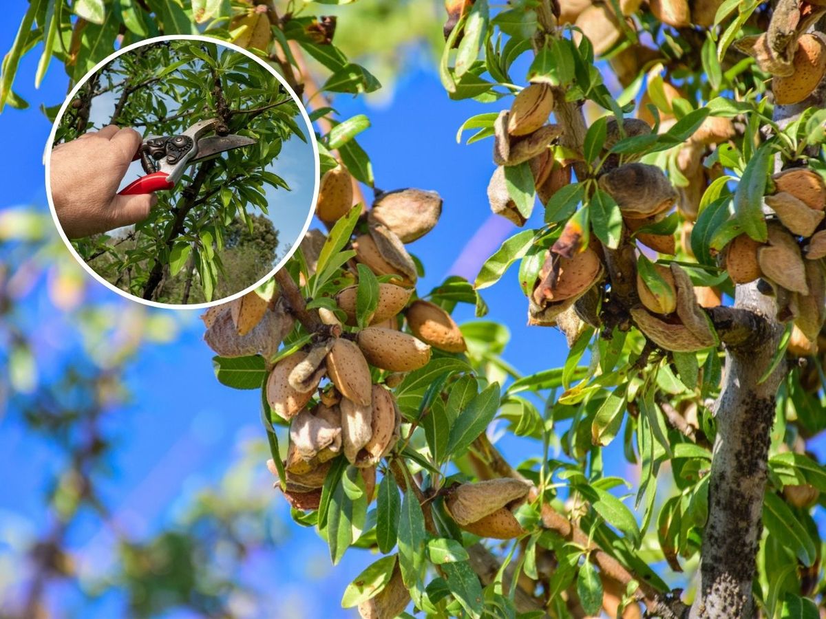 La poda del almendro es fundamental para garantizar el crecimiento saludable del árboll.