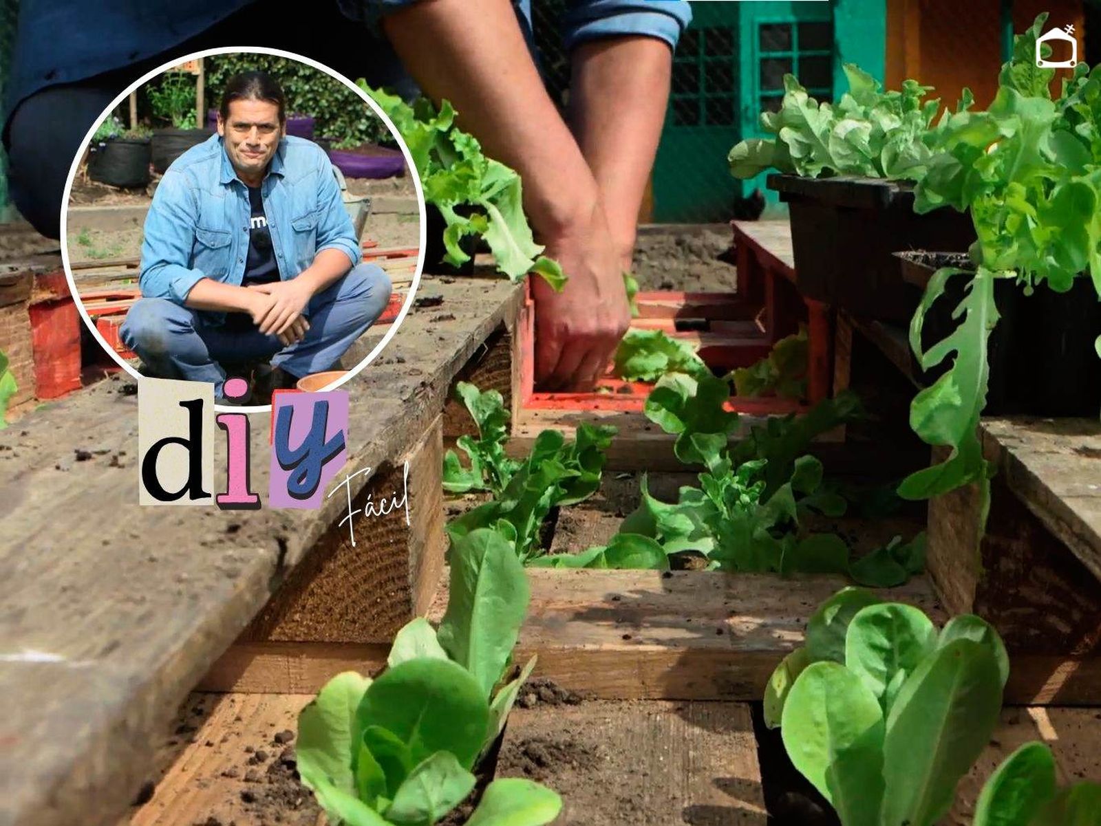 Plantar lechugas en palets es una forma creativa y práctica de cultivarlas.