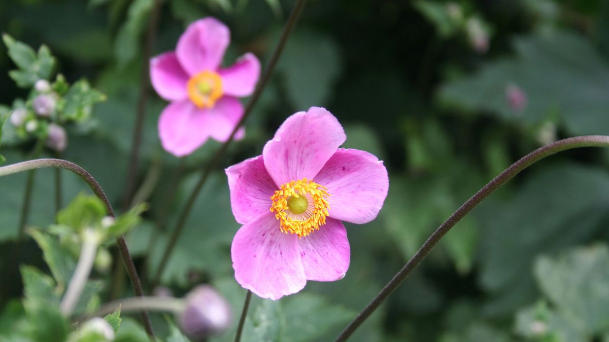 planta anemone japonica