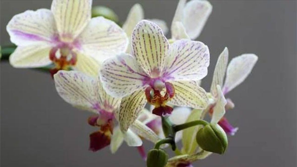 orquideas de apulia floraciones espectaculares de europa
