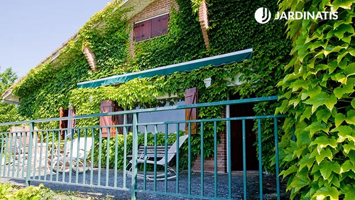 plantacion de salvia roja o banderilla en la terraza enredadera parthenocissus tricuspidata deco 308