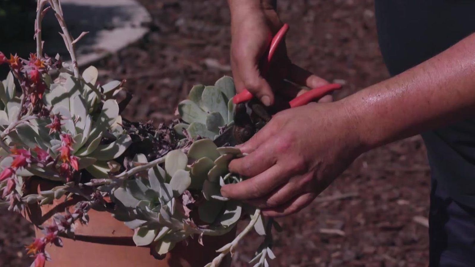 brico 1007 jardin multiplicar echeverias por esqueje