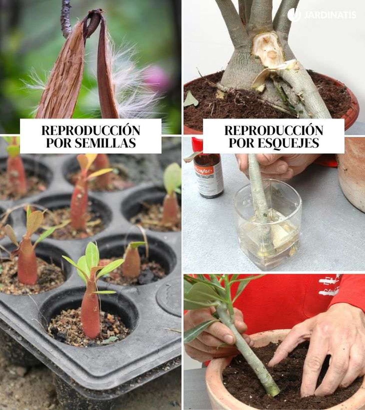 Reproducción mediante semillas y esquejes