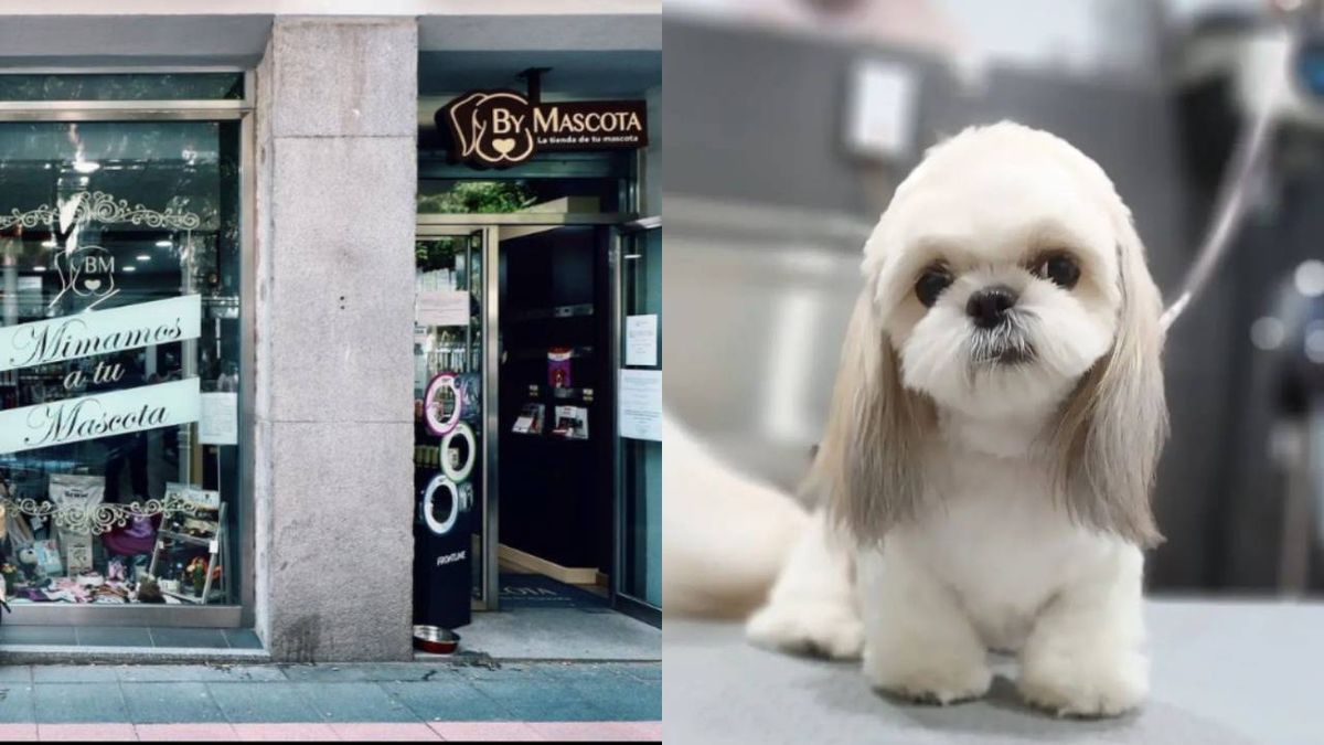 mejores peluqerias caninas para perros de madrid