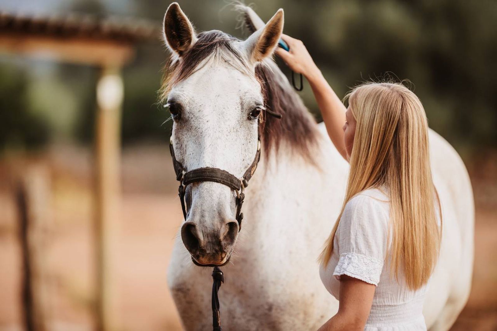 Los caballos deben estar identificados mediante una reseña o un chip en el cuello.