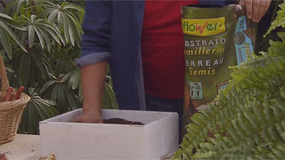 BRICO_JARDIN_883_Siembras con semillas otoñales paso 4