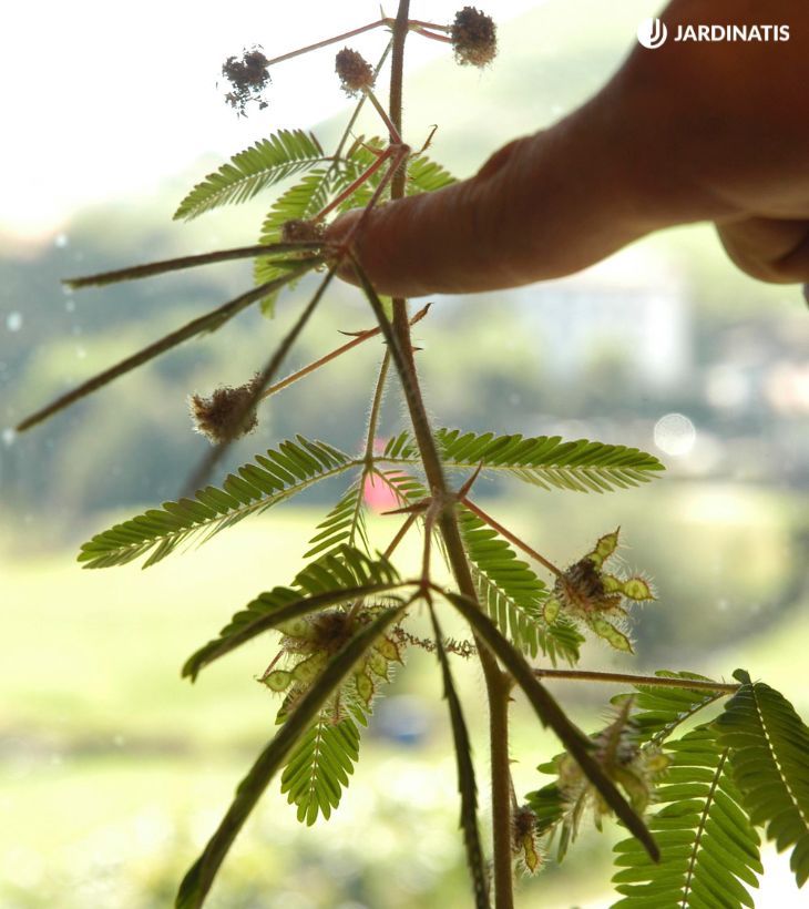 mimosa pudica se mueve al tocarla