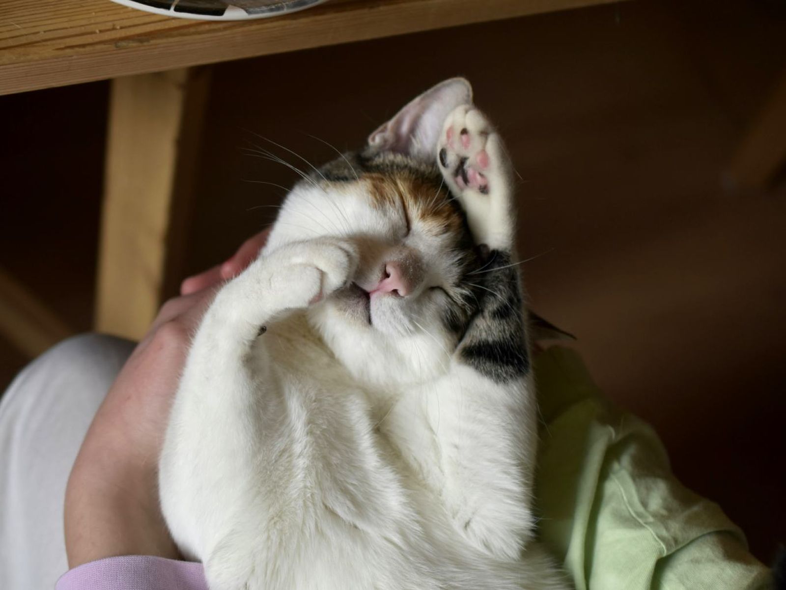 Un gato tranquilo