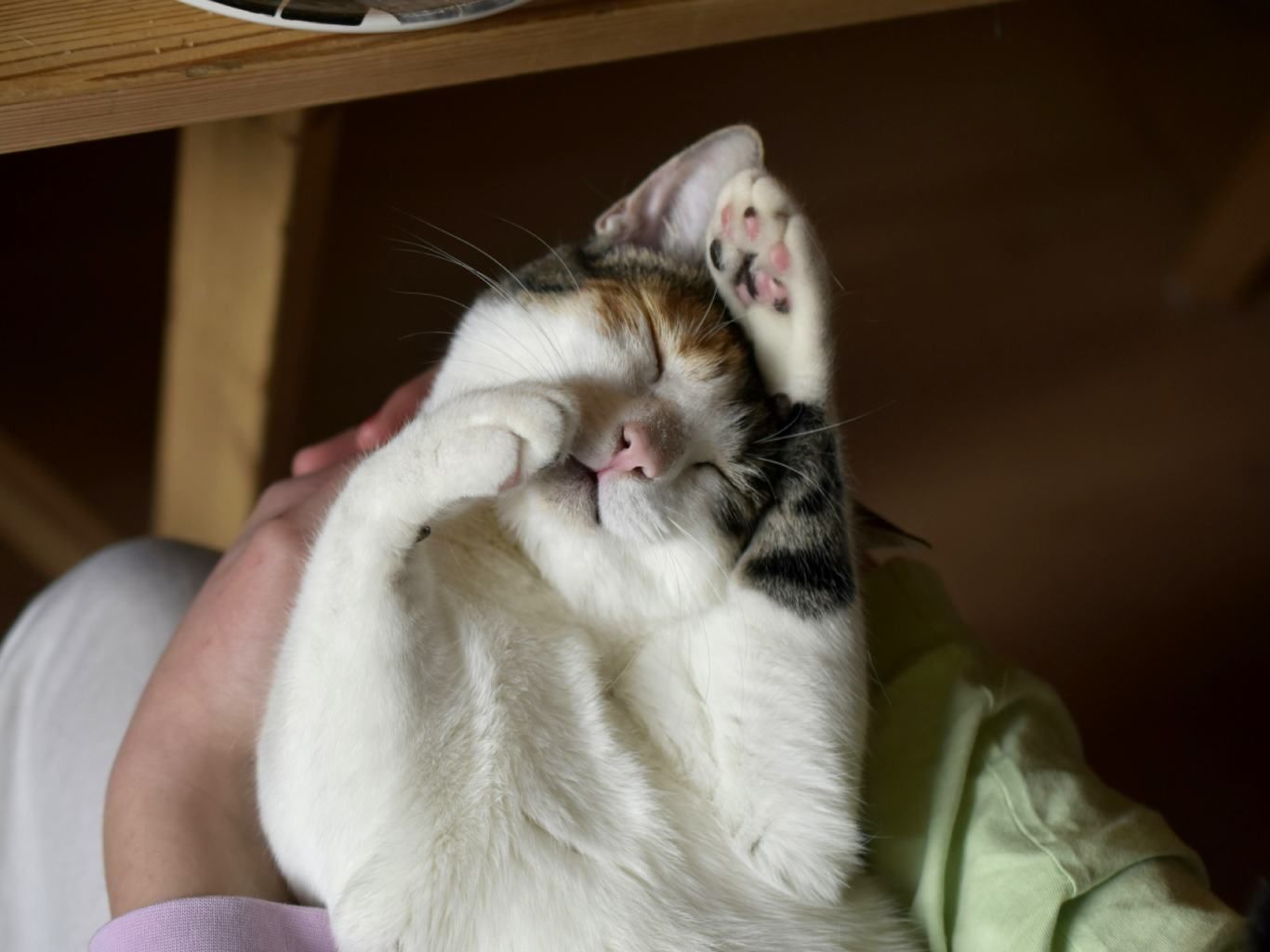 Un gato tranquilo