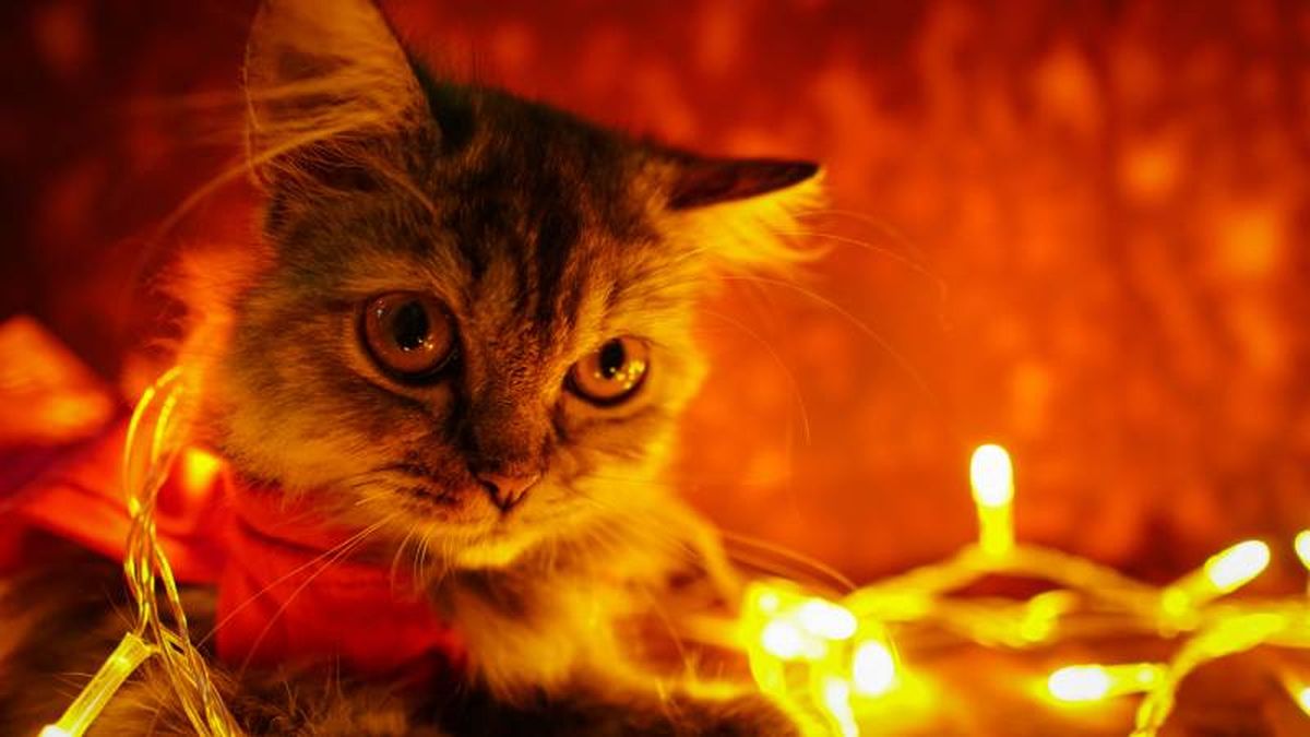 los voltajes domésticos (110-220V) pueden resultar peligrosos para un perro o gato.