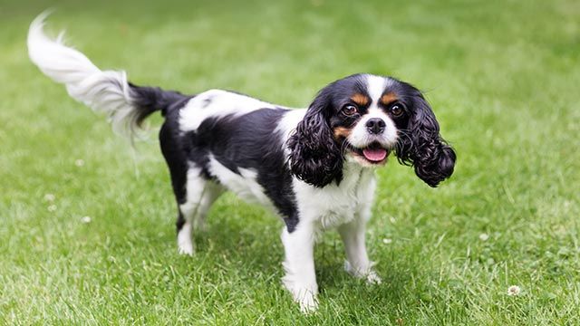 cavalier